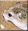 Munchkin the Roborovski hamster
