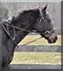 Linde the Thoroughbred