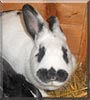 Atzeline the Dalmatian Rex Rabbit