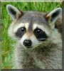 Rosie the Raccoon