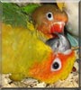 Sunny Patch the Sun Conure