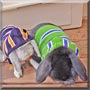 Dudley, Pippen the French Lop