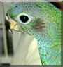 Ringo the Blue headed Pionus