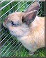 Bobby the Dwarf Rabbit
