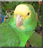 Clyde the Yellow Headed Amazon