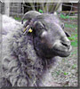 Frieda the Kamerun, Heidschnucke sheep