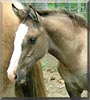 Magnum the Horse