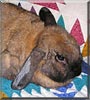Cleo the Norwegian Lop