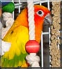 Sunny Boy the Sun Conure