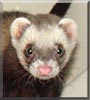 Skeemer the Sable