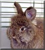Jane the Angora Rabbit