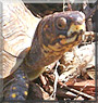 Myrtle the Box Turtle