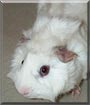 Lucifee the Abyssinian Guinea Pig