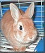 Cinnabun the Dwarf Rabbit