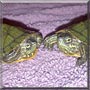 Emerald, Laney the Red eared sliders