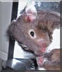 Smokey the Short Haired Hamster