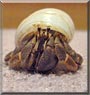 Jeri the Hermit crab