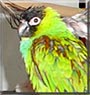 Indy the Nanday Conure