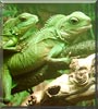 Achilles, Zeus the Chinese water dragons