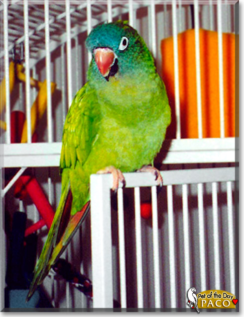 Paco, the Pet of the Day Paco, the Pet of the Day