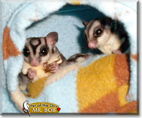 Mr. Bob, the Pet of the Day
