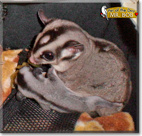 Mr. Bob, the Pet of the Day