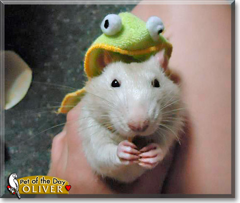 Oliver, the Pet of the Day
