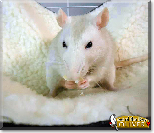 Oliver, the Pet of the Day