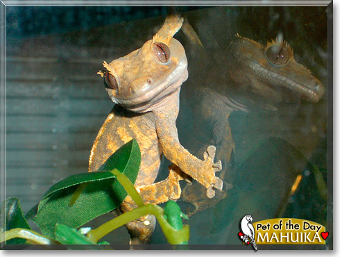Mahuika, the Pet of the Day
