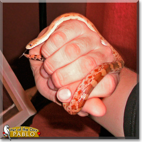 Pablo, the Pet of the Day Pablo, the Pet of the Day
