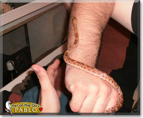 Pablo, the Pet of the Day Pablo, the Pet of the Day
