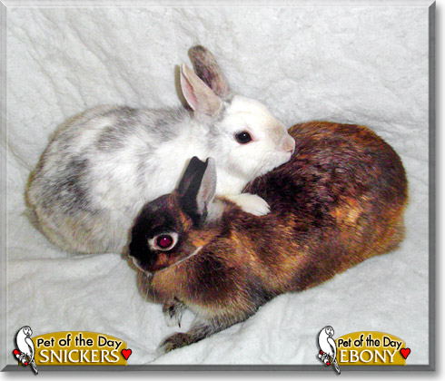 Snickers, Ebony, the Pet of the Day