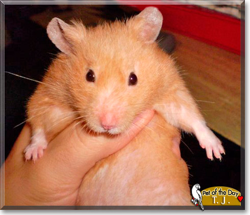 T.J., the Pet of the Day T.J., the Pet of the Day