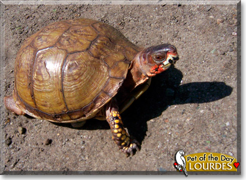Lourdes, the Pet of the Day
