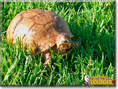 Lourdes, the Pet of the Day