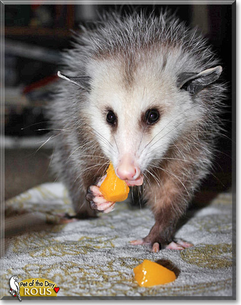 Rous, the Pet of the Day Rous, the Pet of the Day
