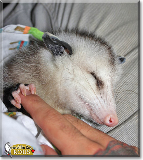 Rous, the Pet of the Day Rous, the Pet of the Day