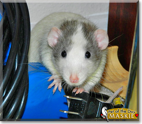 Maskie, the Pet of the Day Maskie, the Pet of the Day