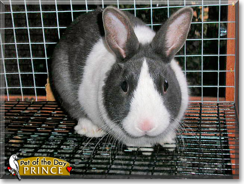 Prince, the Pet of the Day