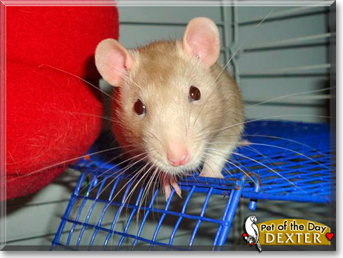 Dexter, the Pet of the Day