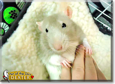 Dexter, the Pet of the Day