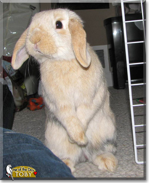 Tobias, the Pet of the Day