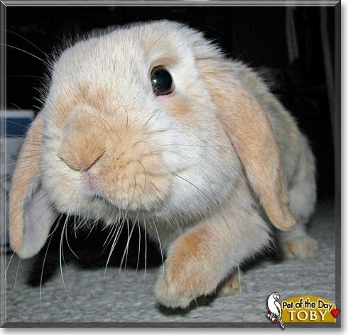 Tobias, the Pet of the Day