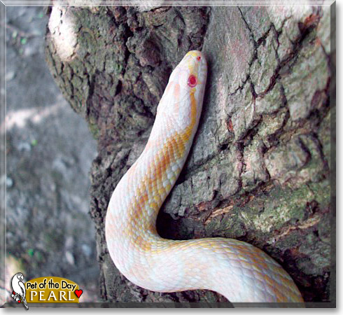 Pearl, the Pet of the Day