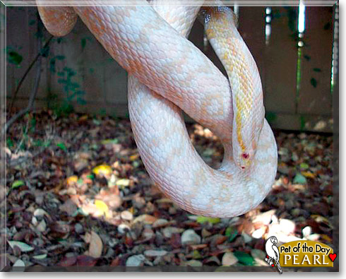 Pearl, the Pet of the Day