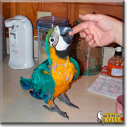 Bylli, the Pet of the Day