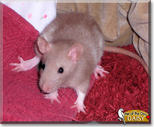 Daisy, the Pet of the Day Daisy, the Pet of the Day