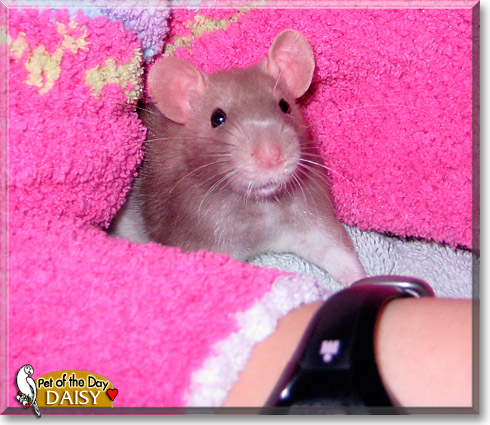 Daisy, the Pet of the Day Daisy, the Pet of the Day