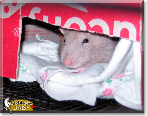 Daisy, the Pet of the Day Daisy, the Pet of the Day