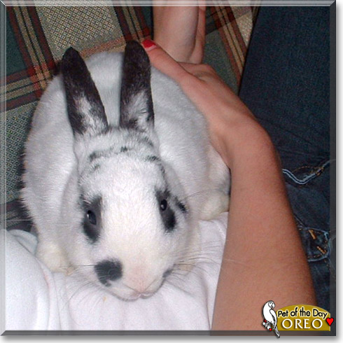 Oreo, the Pet of the Day